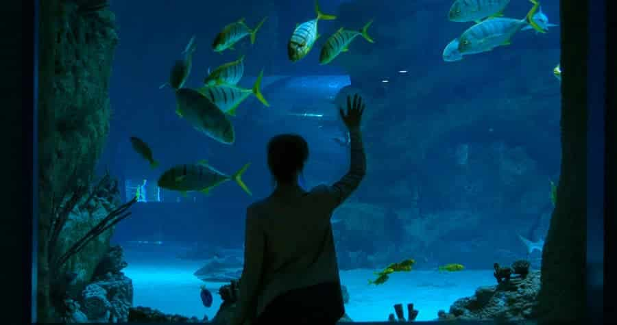 A girl standing near a fish tank