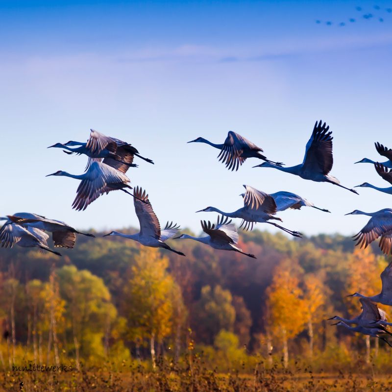 Fall Bird Watching Duluth