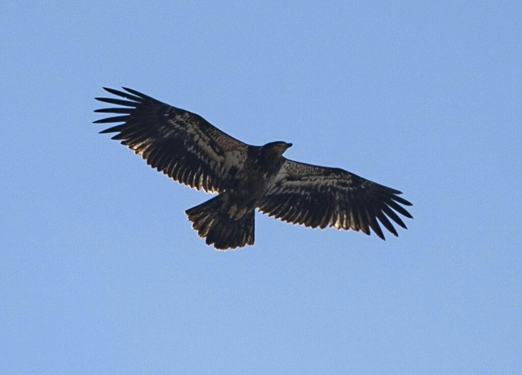 Hawk
