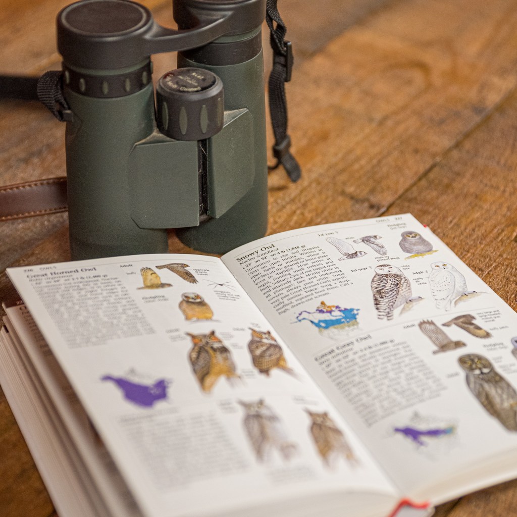 Birdwatching 101: Duluth Folk School